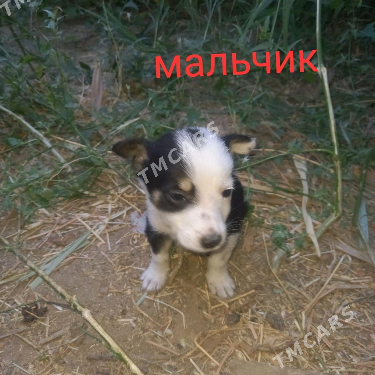 Щенки - Байрамали - img 4