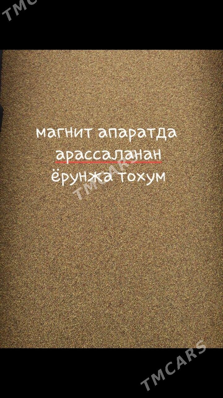 Ýorunja tohum Ёрунжа тохум - Çärjew - img 2