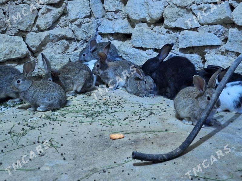 Towşan - Gyzylarbat - img 2