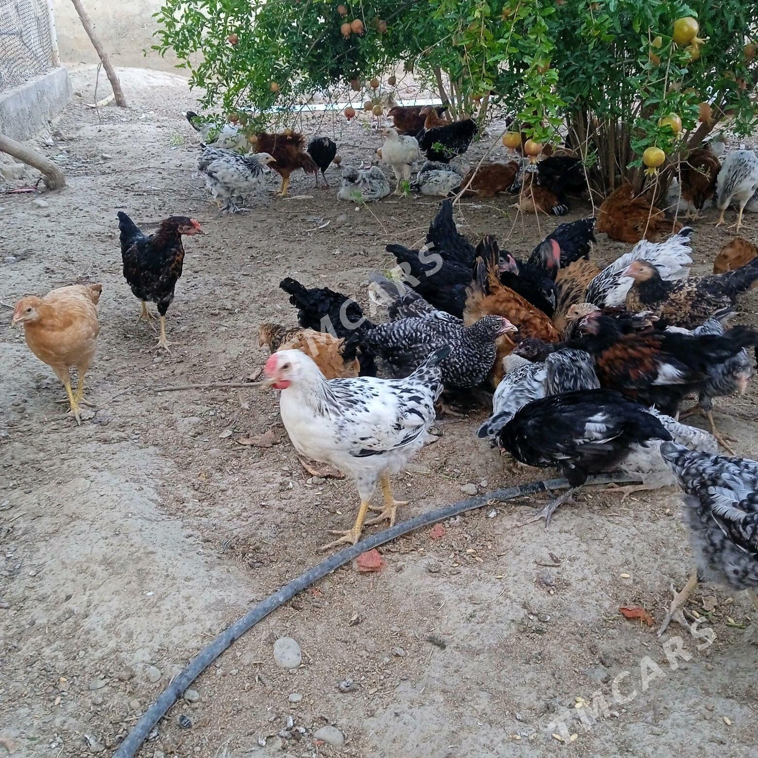 ataks daminat brama yerli - Bäherden - img 7