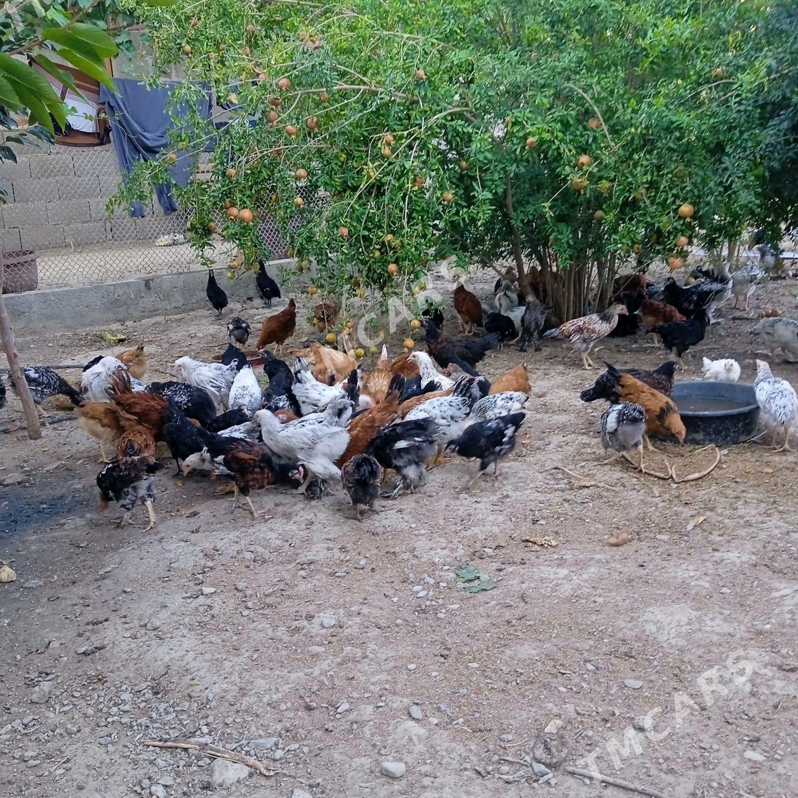 ataks daminat brama yerli - Bäherden - img 8