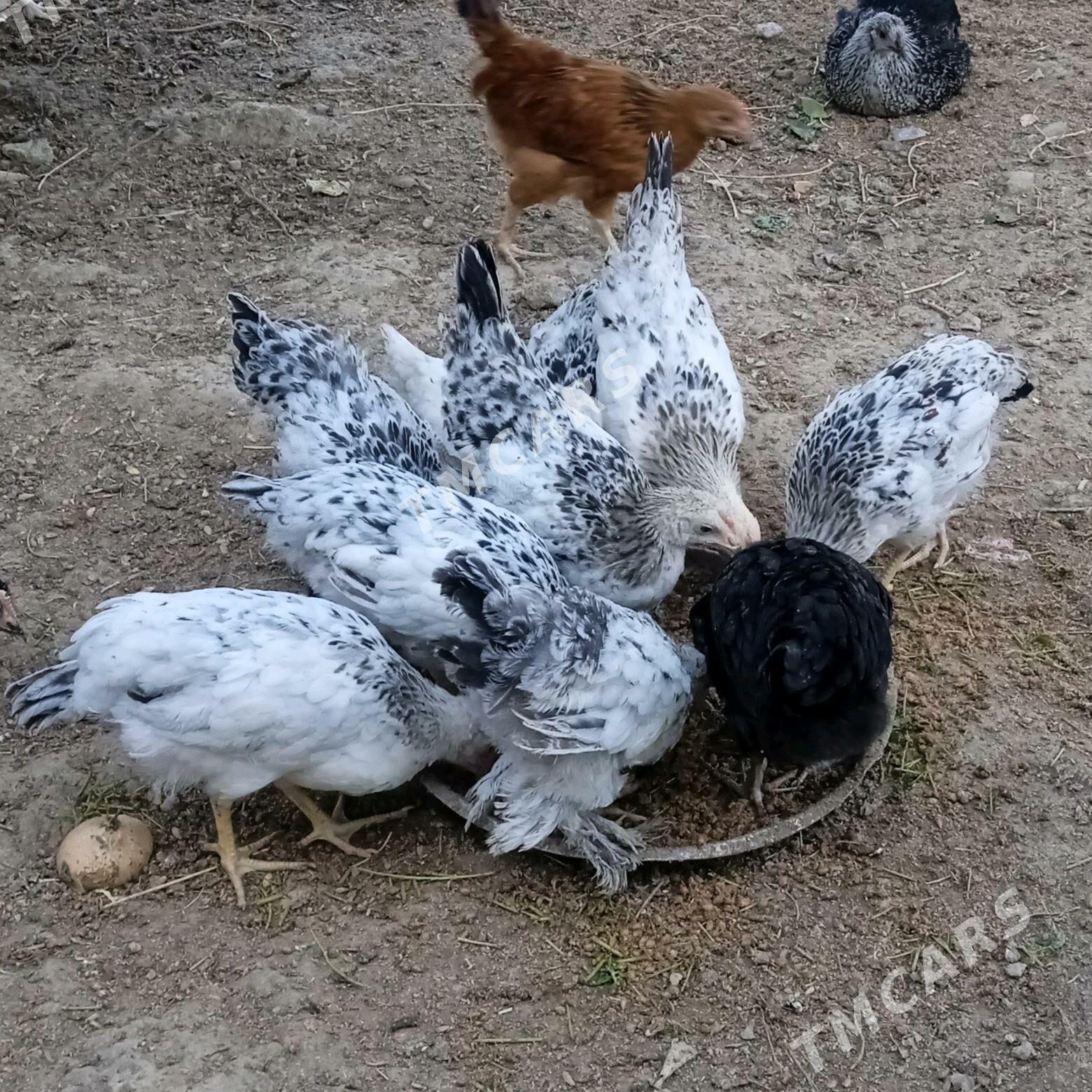 ataks daminat brama yerli - Bäherden - img 2