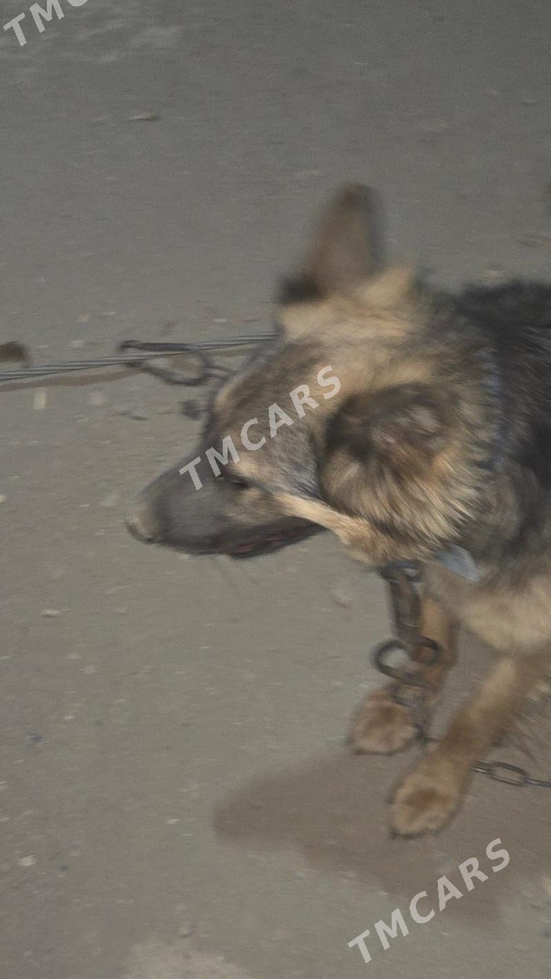 Owcarka - Şabat etr. - img 2