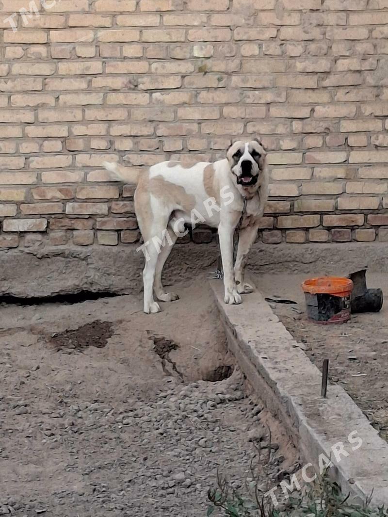 собака - Türkmenabat - img 2