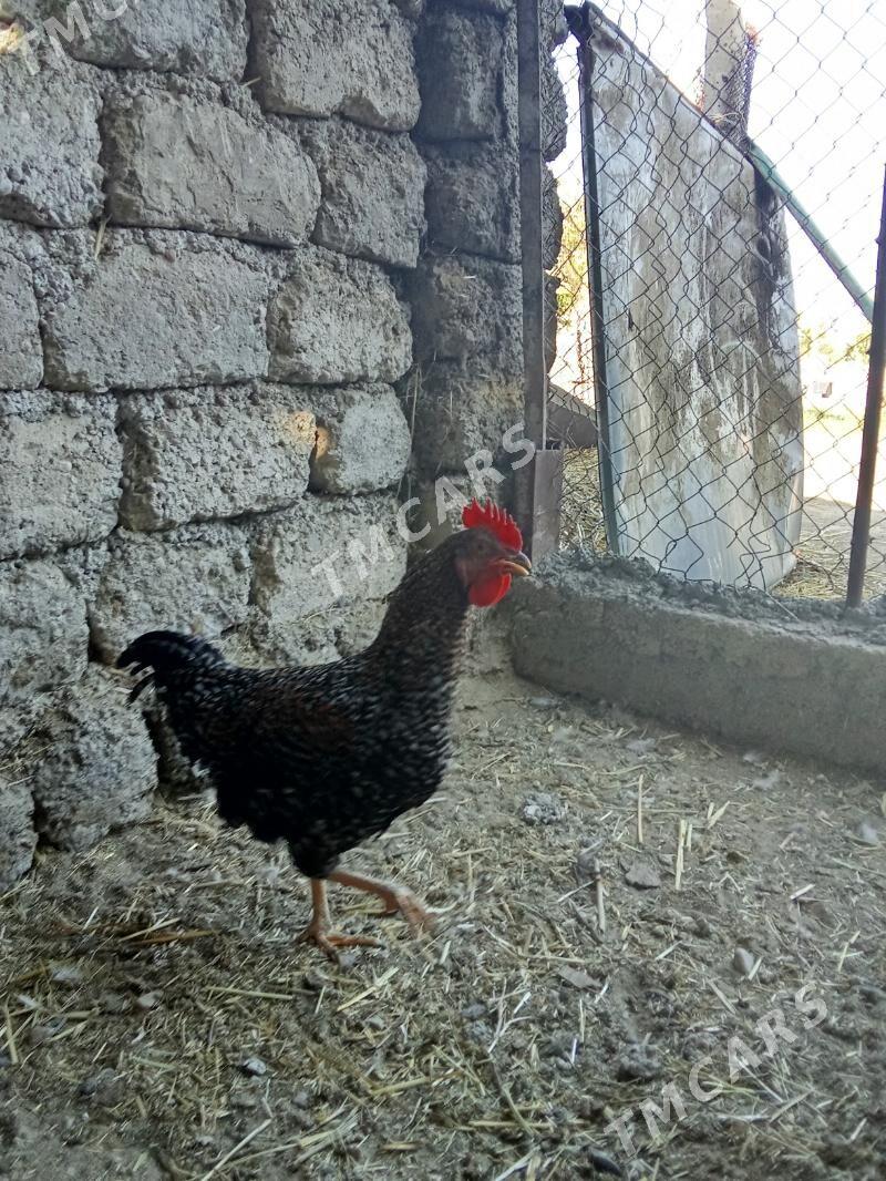 Daminat horaz - Bagyr - img 3