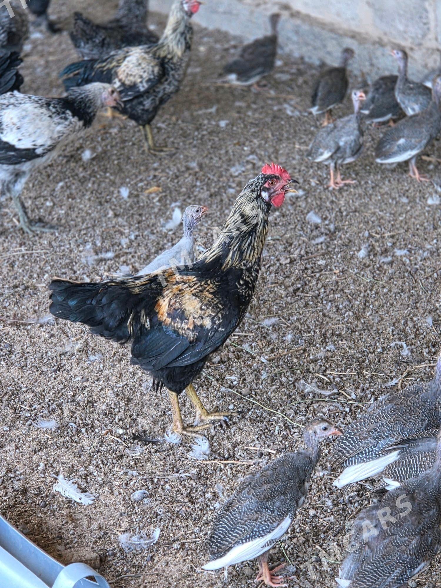 towuk daminant brama horazlar - Aşgabat - img 3