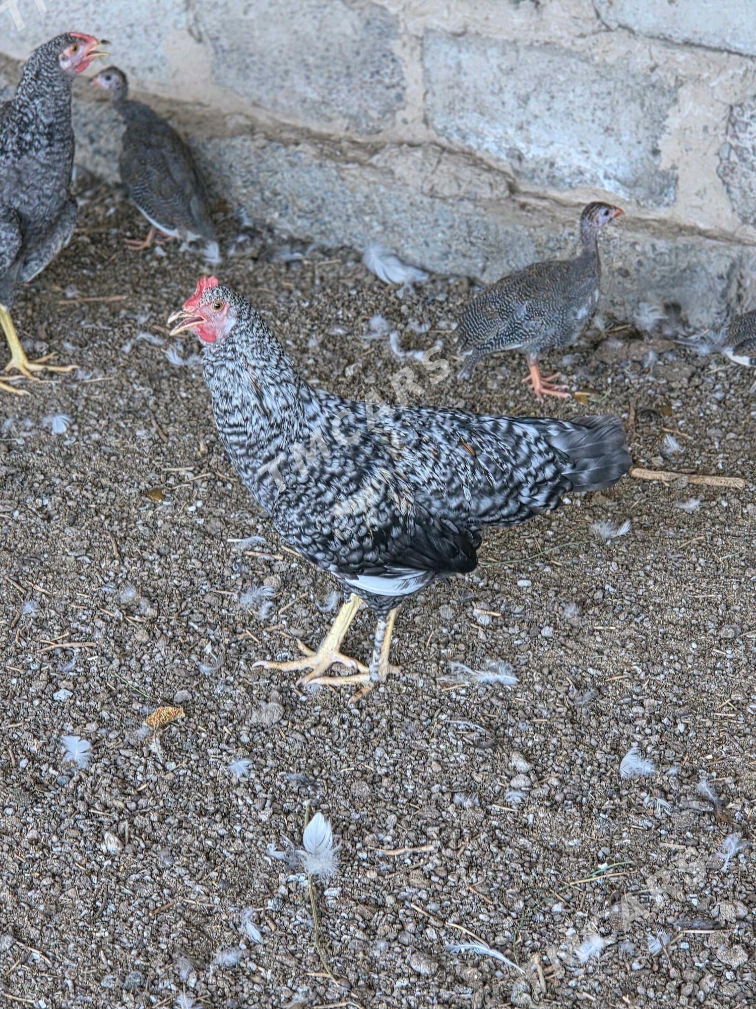 towuk daminant brama horazlar - Aşgabat - img 6