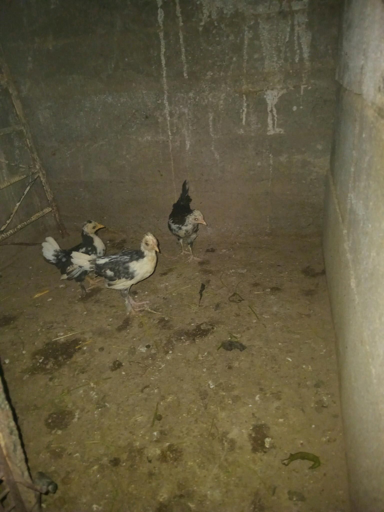 Karlik dwoýka Horaz,Mäki - Aşgabat - img 5