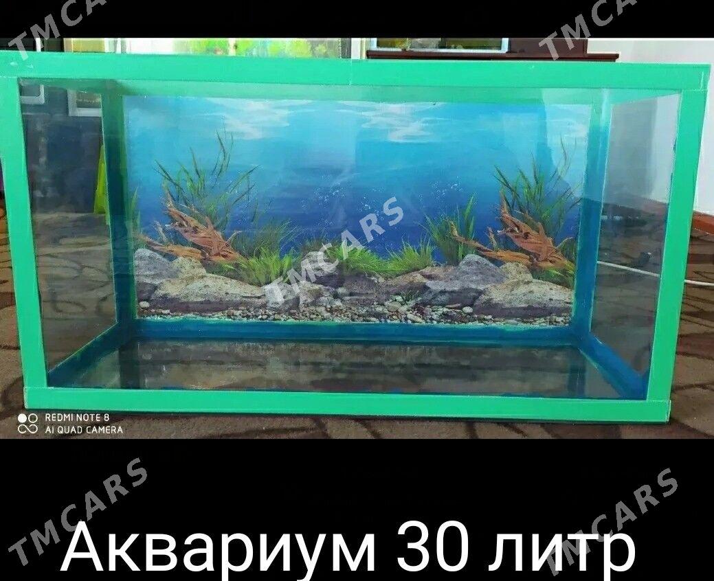 Akvarium - Фарап - img 3