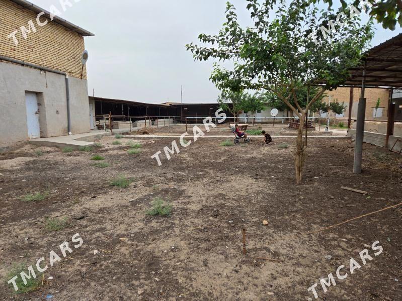 ferma - Türkmenabat - img 3
