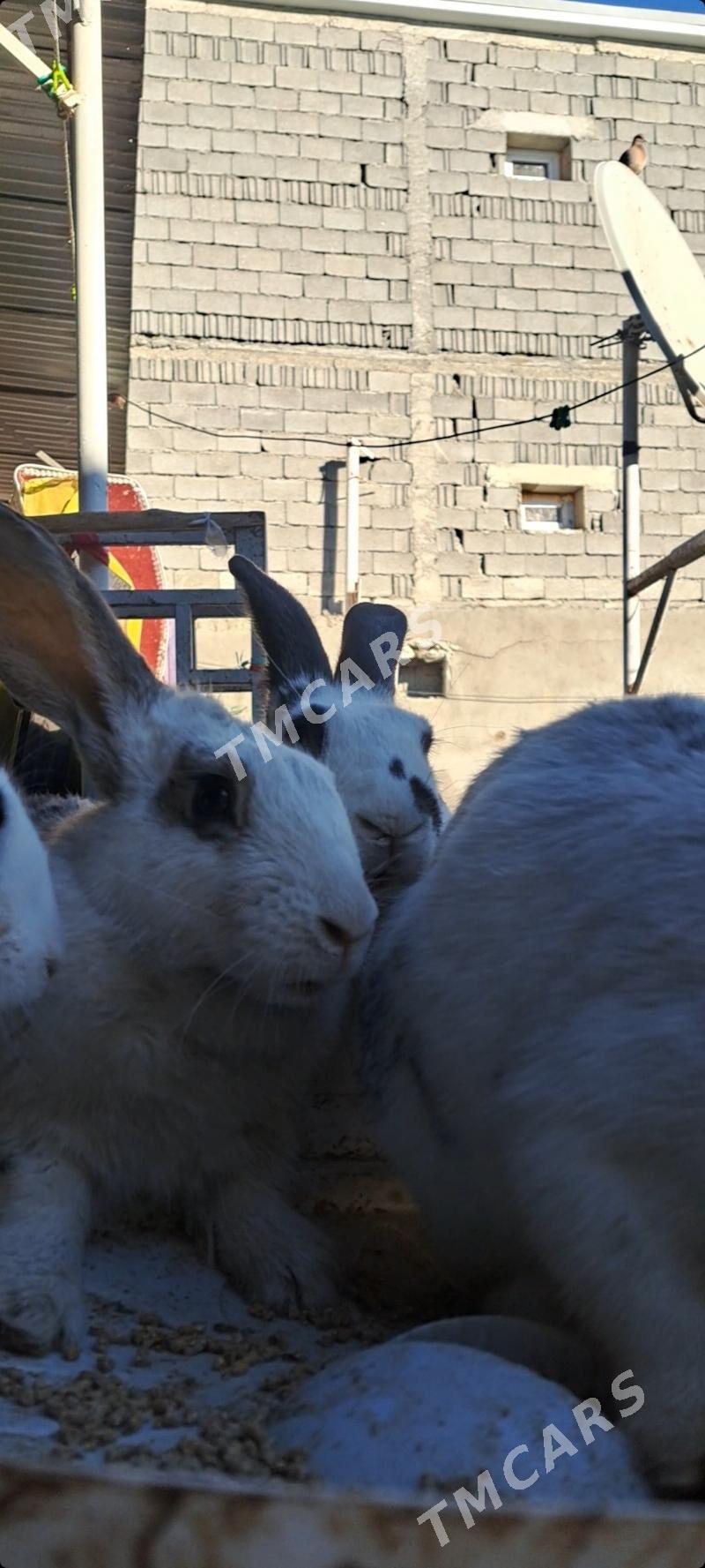 satlyk towsanlar durli gornus - Çoganly - img 2