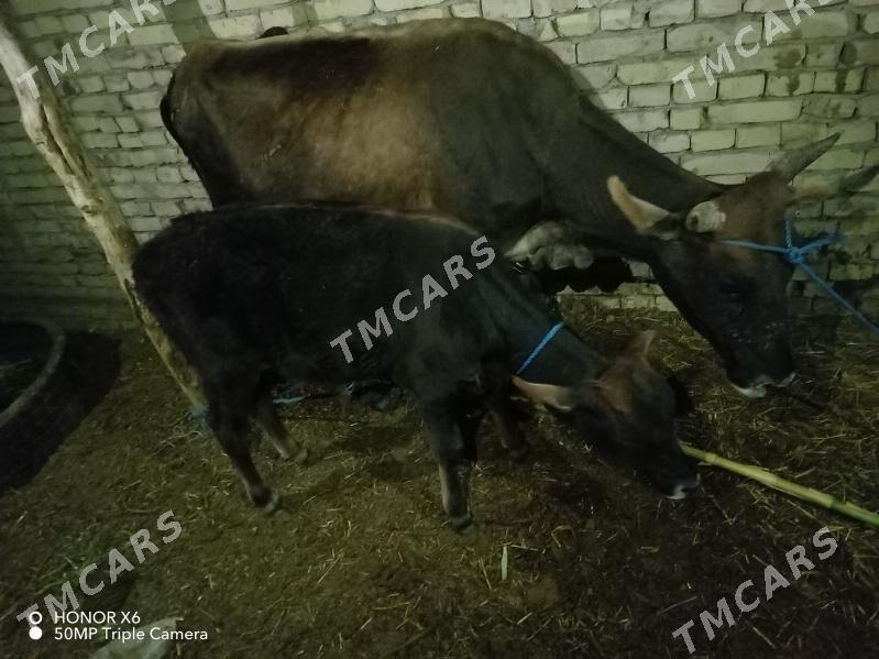 Hojekli sygyr - Çärjew - img 2