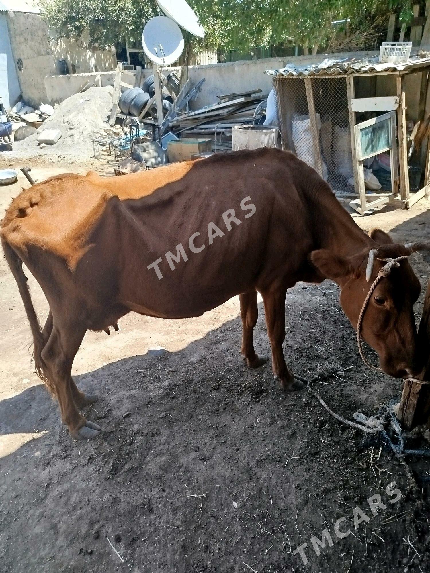 sygyr - Garadamak Şor - img 2