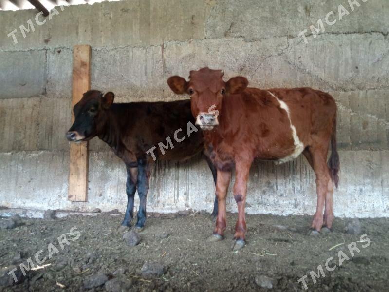 3sany tuwe - Büzmeýin - img 3