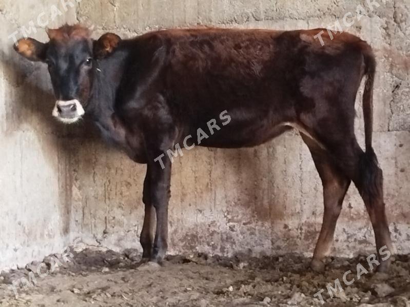 3sany tuwe - Büzmeýin - img 2