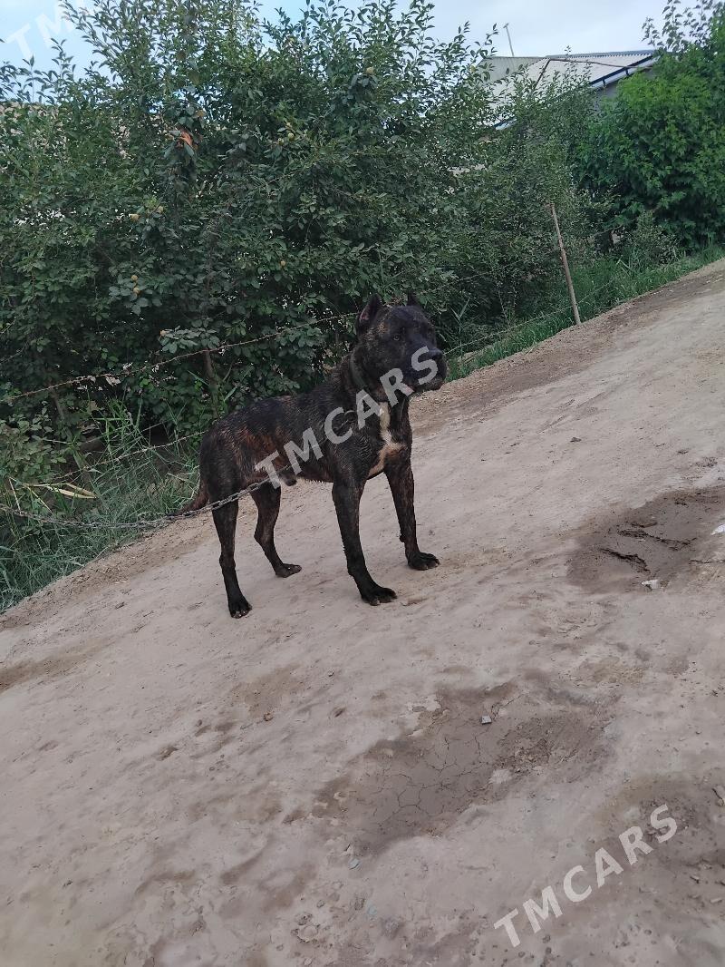 Pidbull - Şabat etr. - img 5