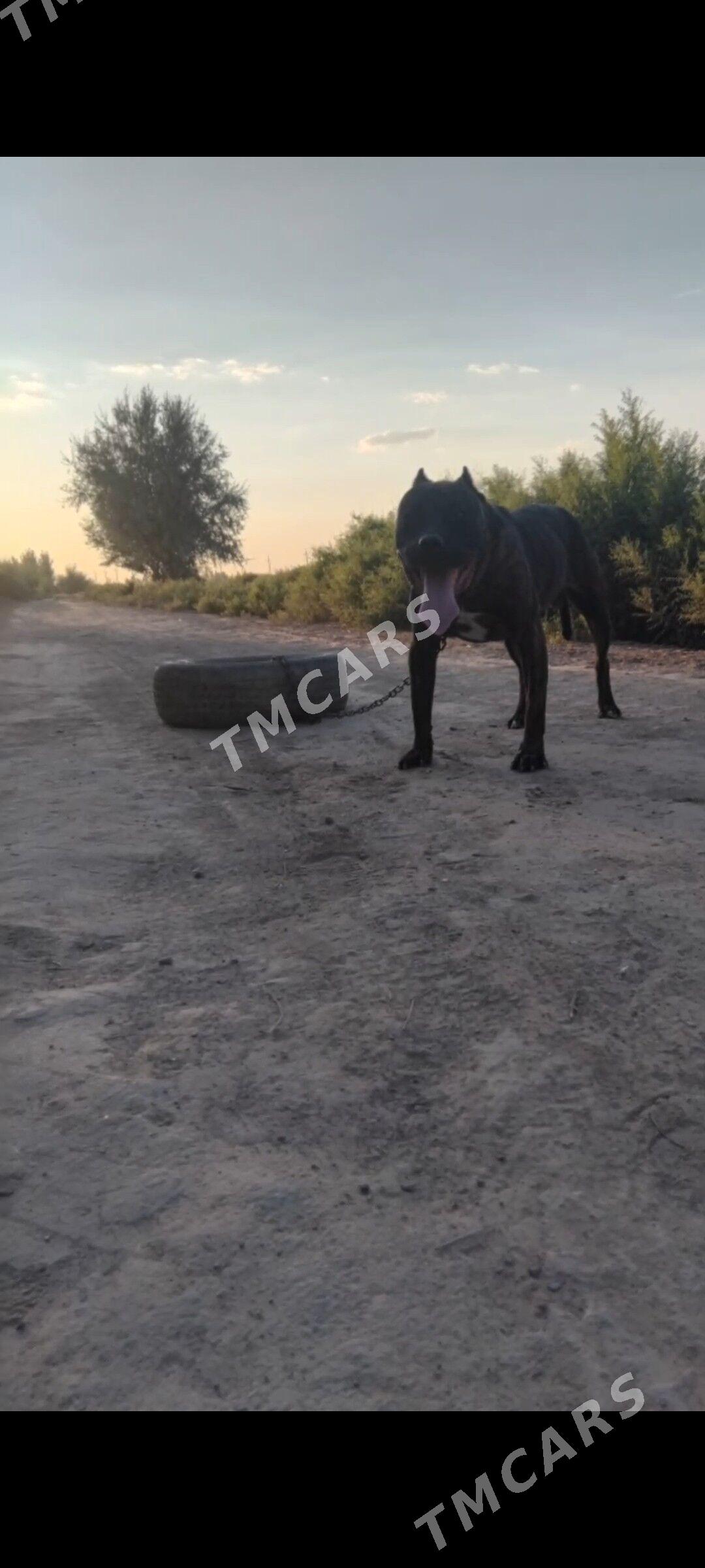 Pidbull - Şabat etr. - img 2