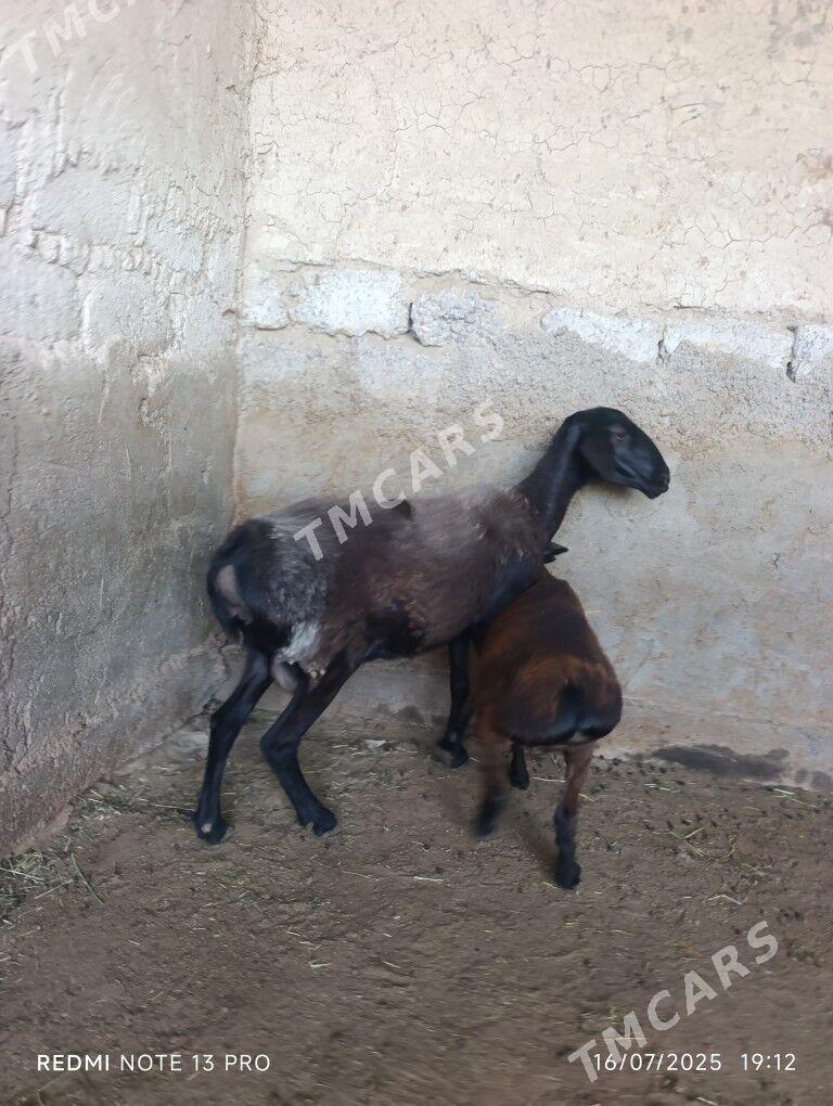 GİSAR GUZLY GOYUN - Büzmeýin - img 3