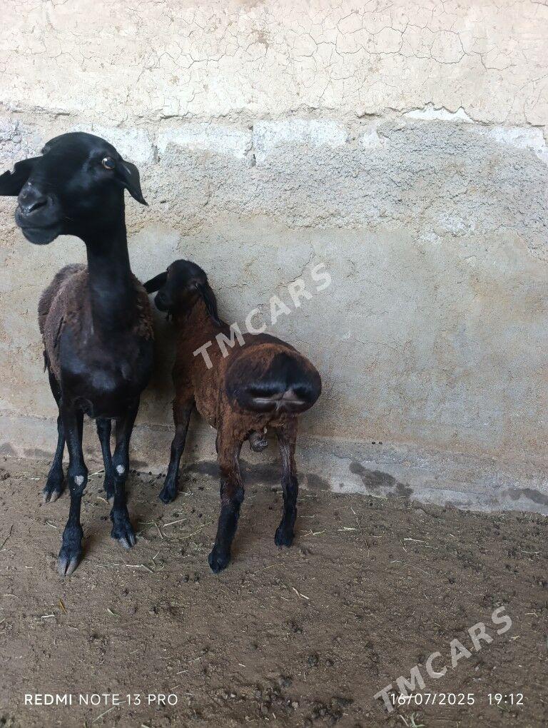 GİSAR GUZLY GOYUN - Büzmeýin - img 5