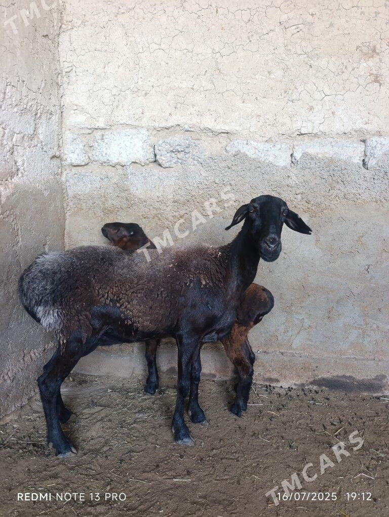 GİSAR GUZLY GOYUN - Büzmeýin - img 2