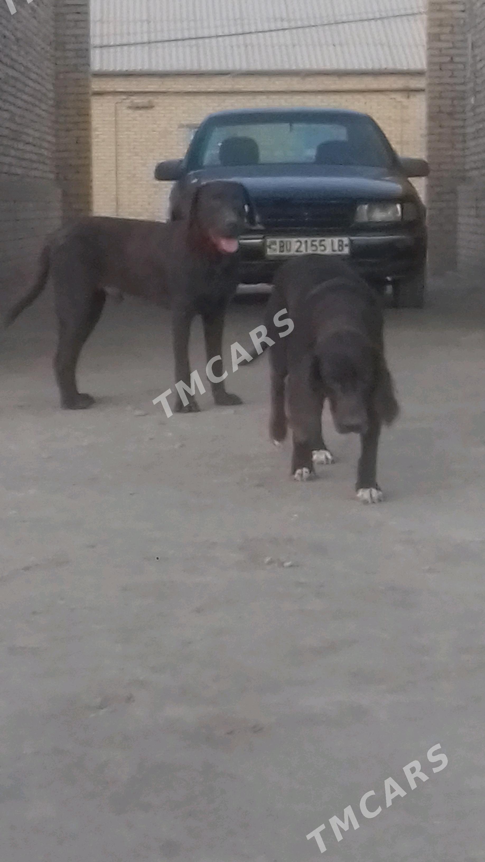 arassa gan aw itleri - Kerki - img 3