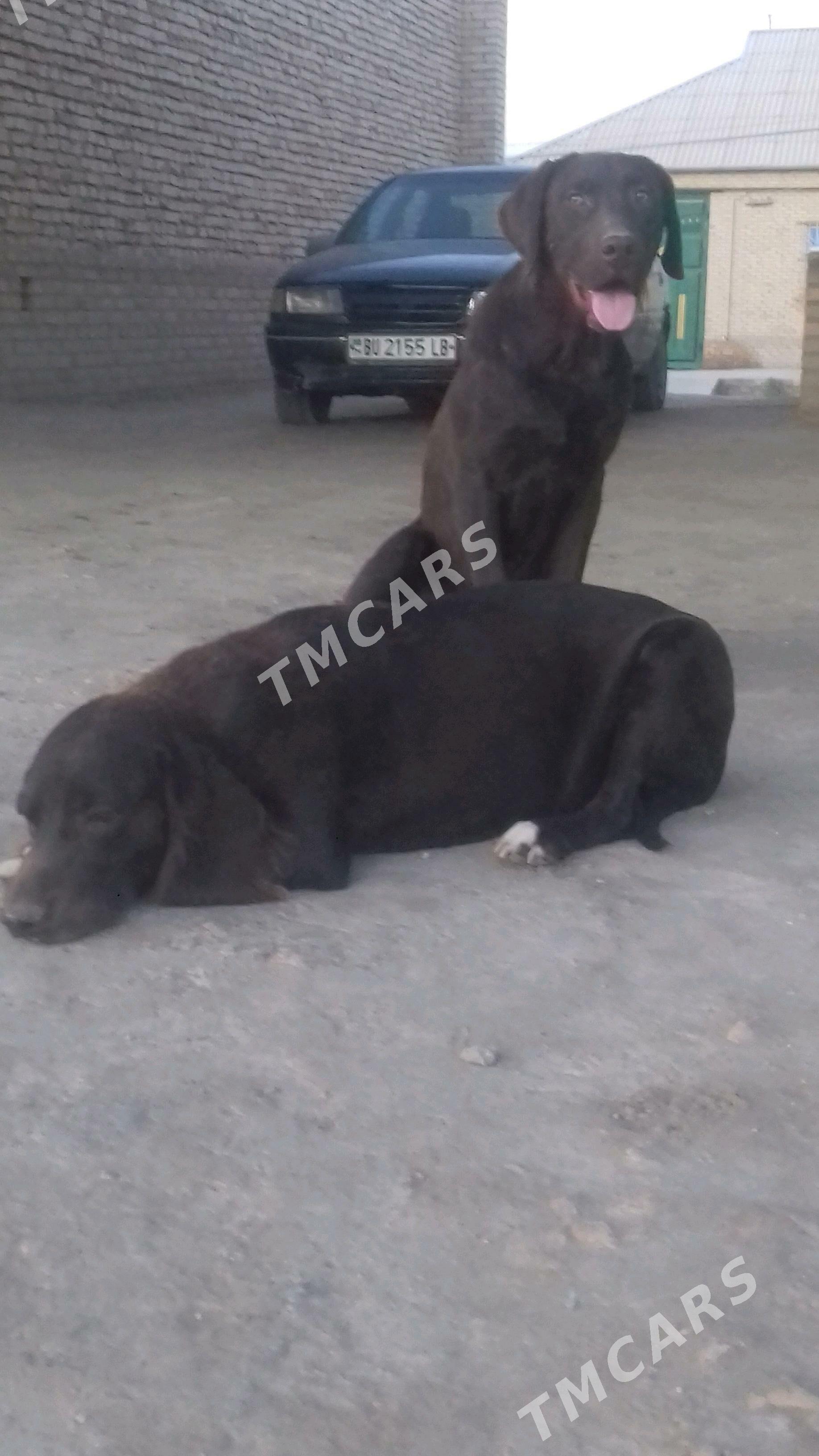 arassa gan aw itleri - Kerki - img 2