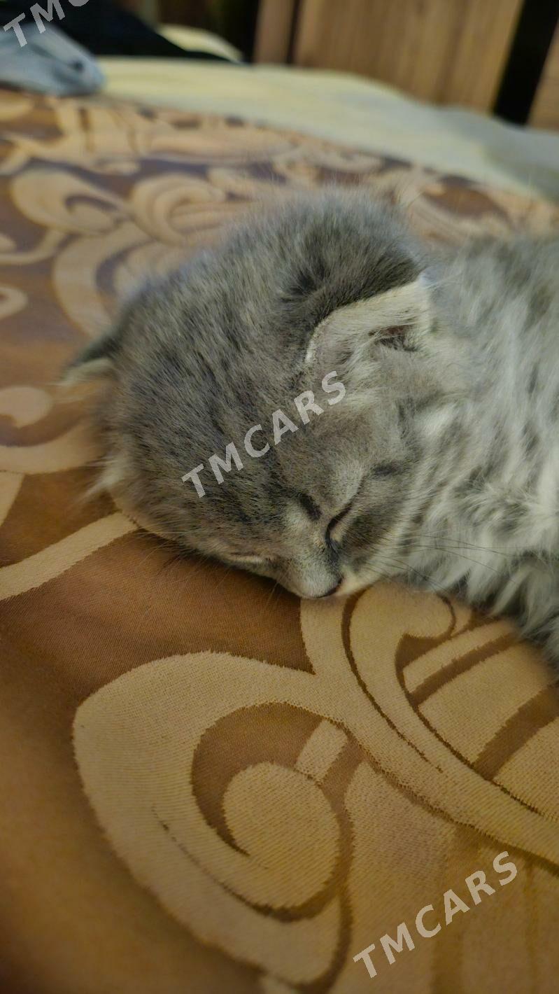 котики - Ашхабад - img 4