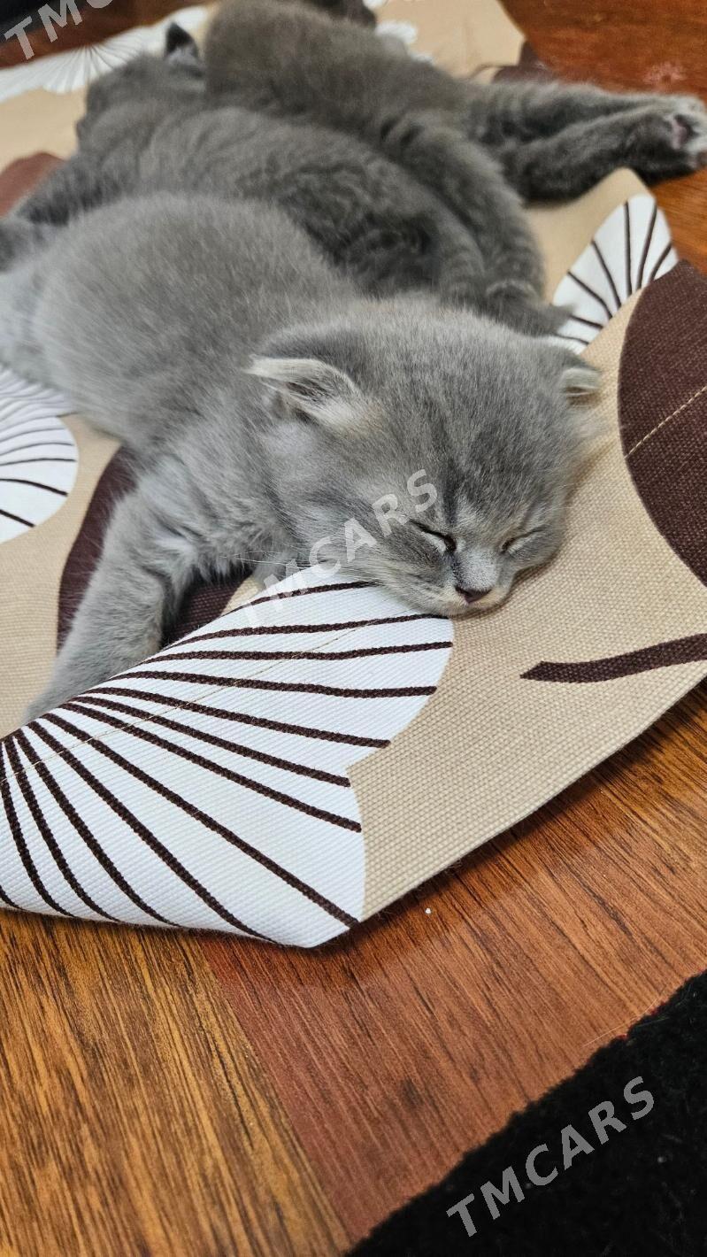 котики - Ашхабад - img 8