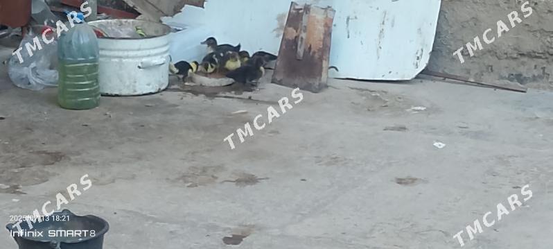 Muskus - Türkmenabat - img 2