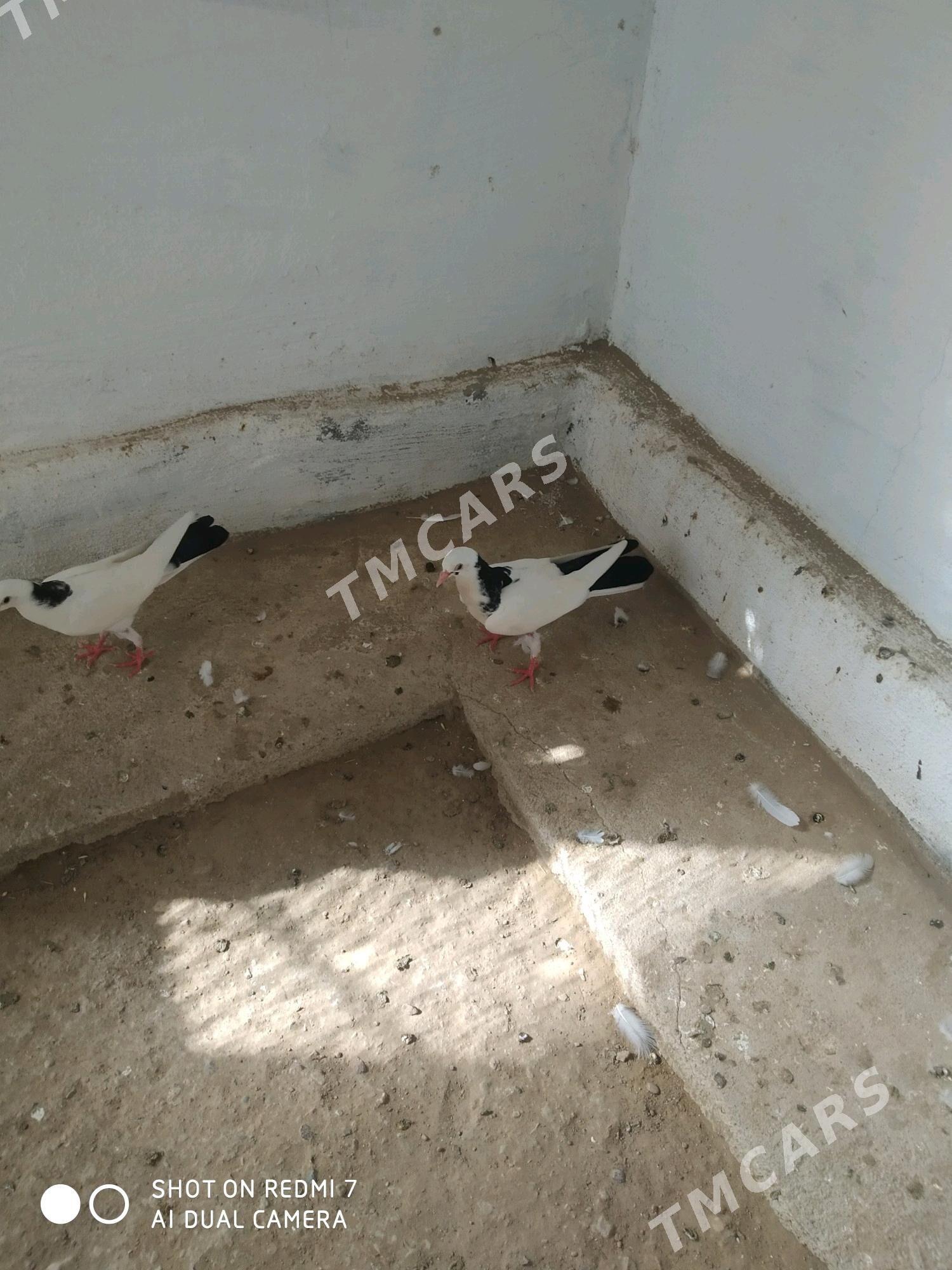 kepderi - Balkanabat - img 3