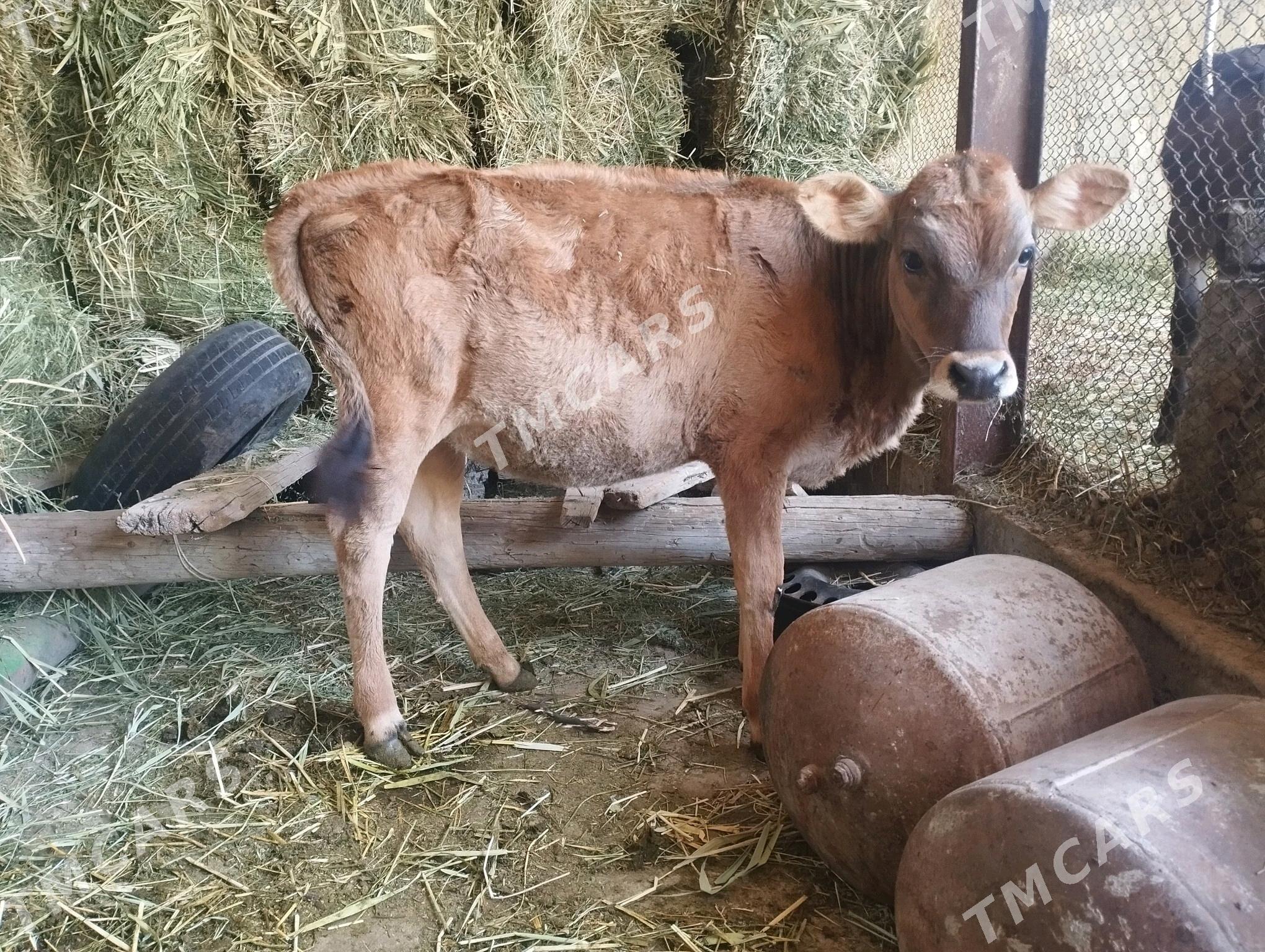 göleli sygyr boğaz 2.5aylk - Büzmeýin - img 3