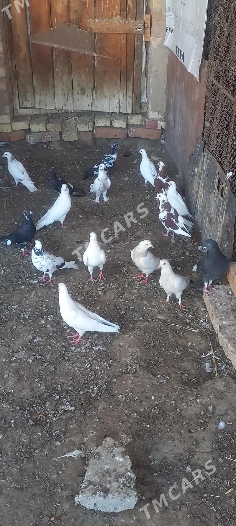 Kepderi - Мары - img 3