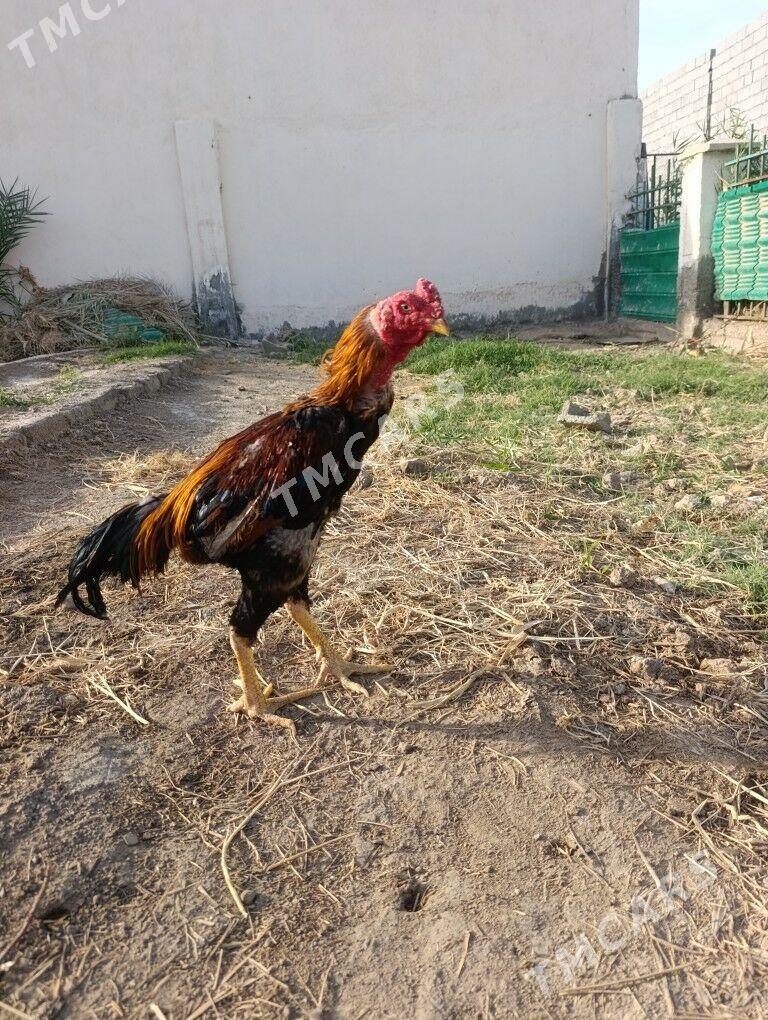 Taskent horaz - Aşgabat - img 2