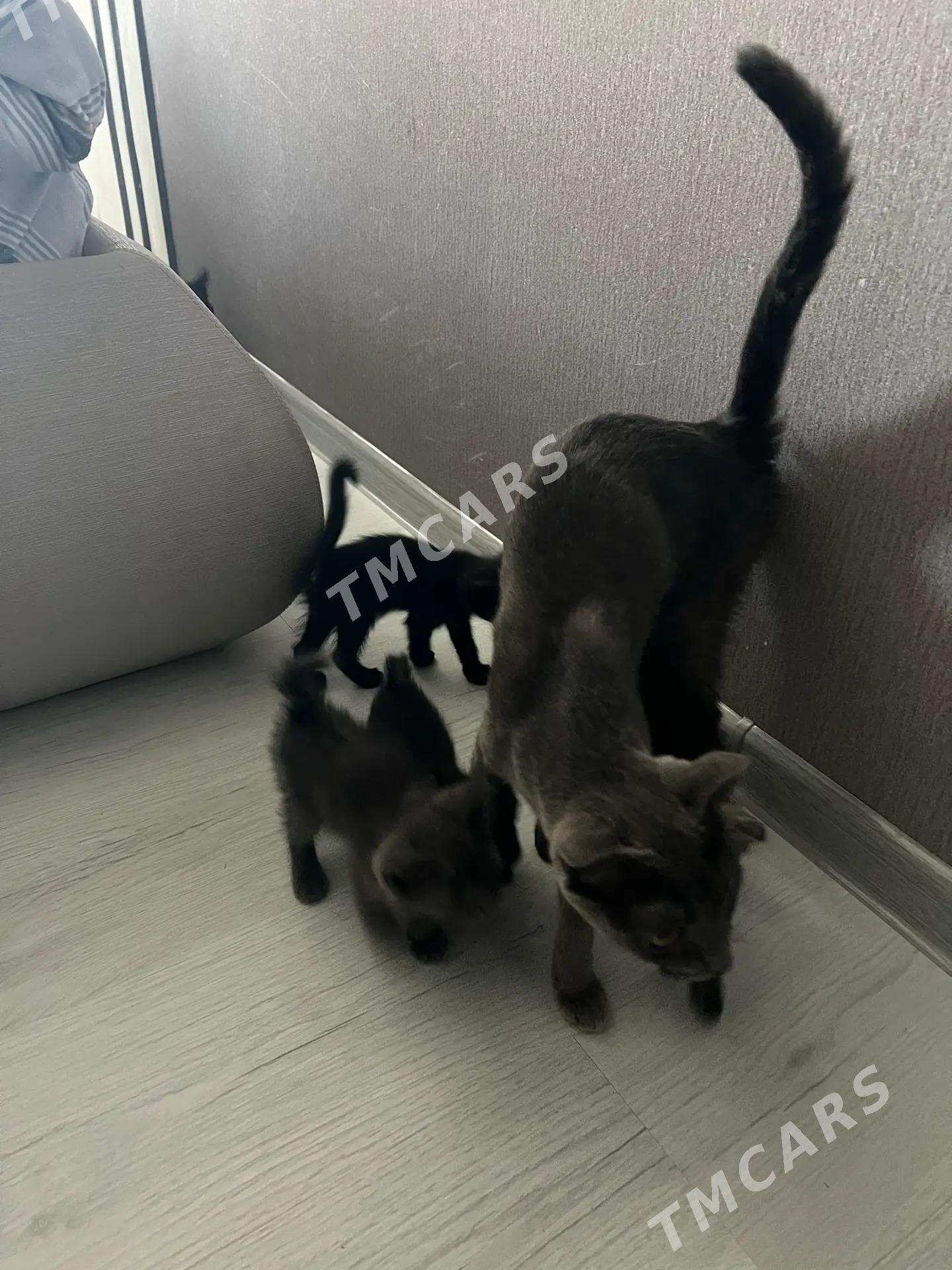 8 черных котят - Туркменабат - img 2