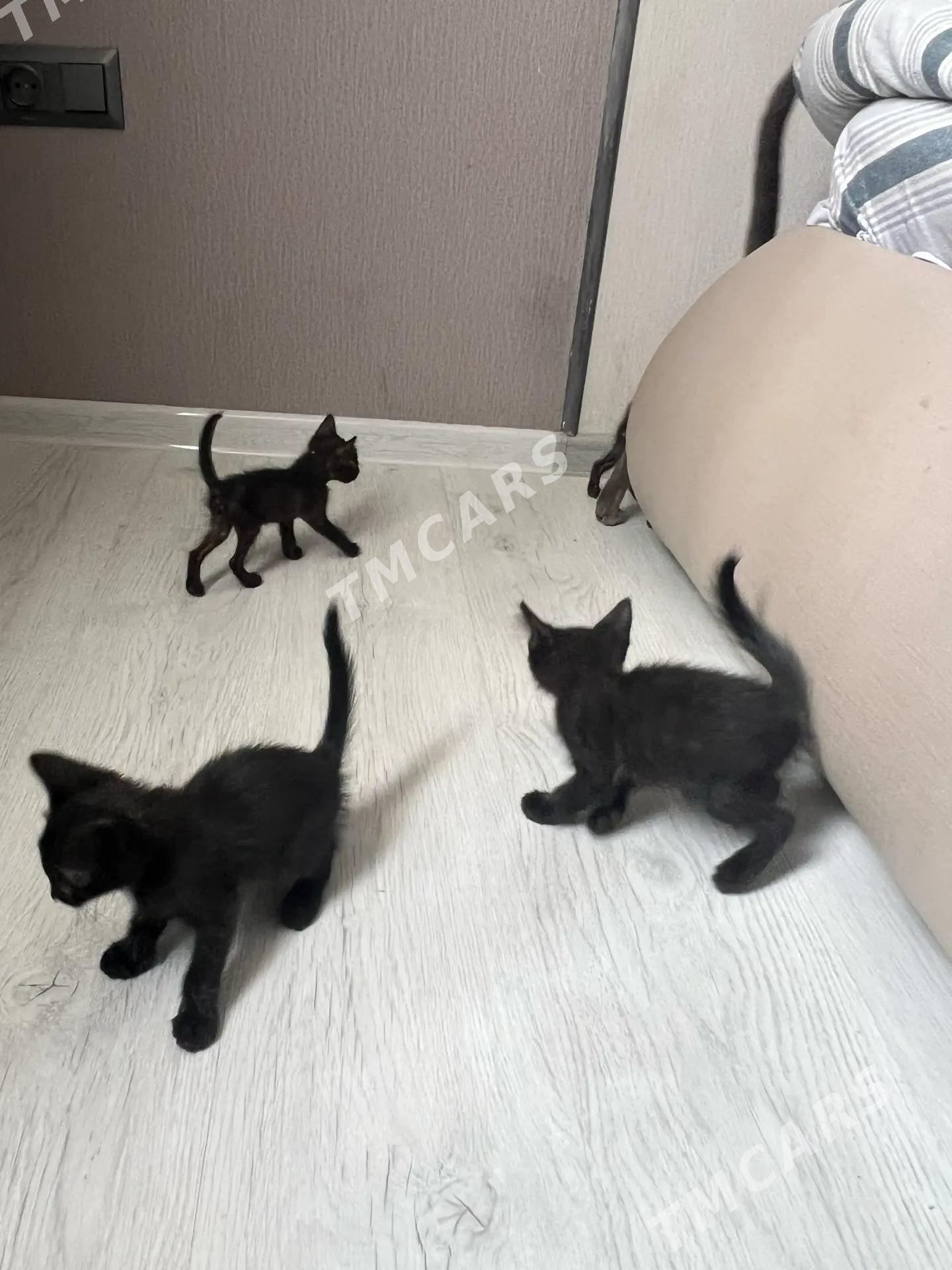 8 черных котят - Туркменабат - img 8