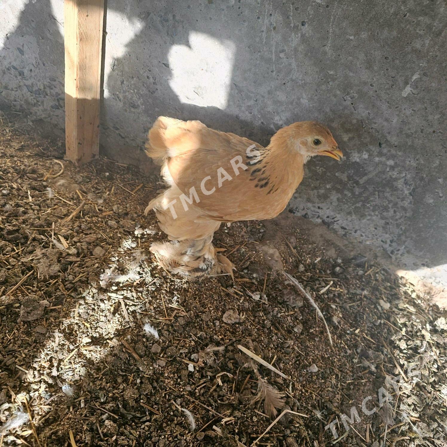 ak cil palwin bramalar - Çärjew - img 2