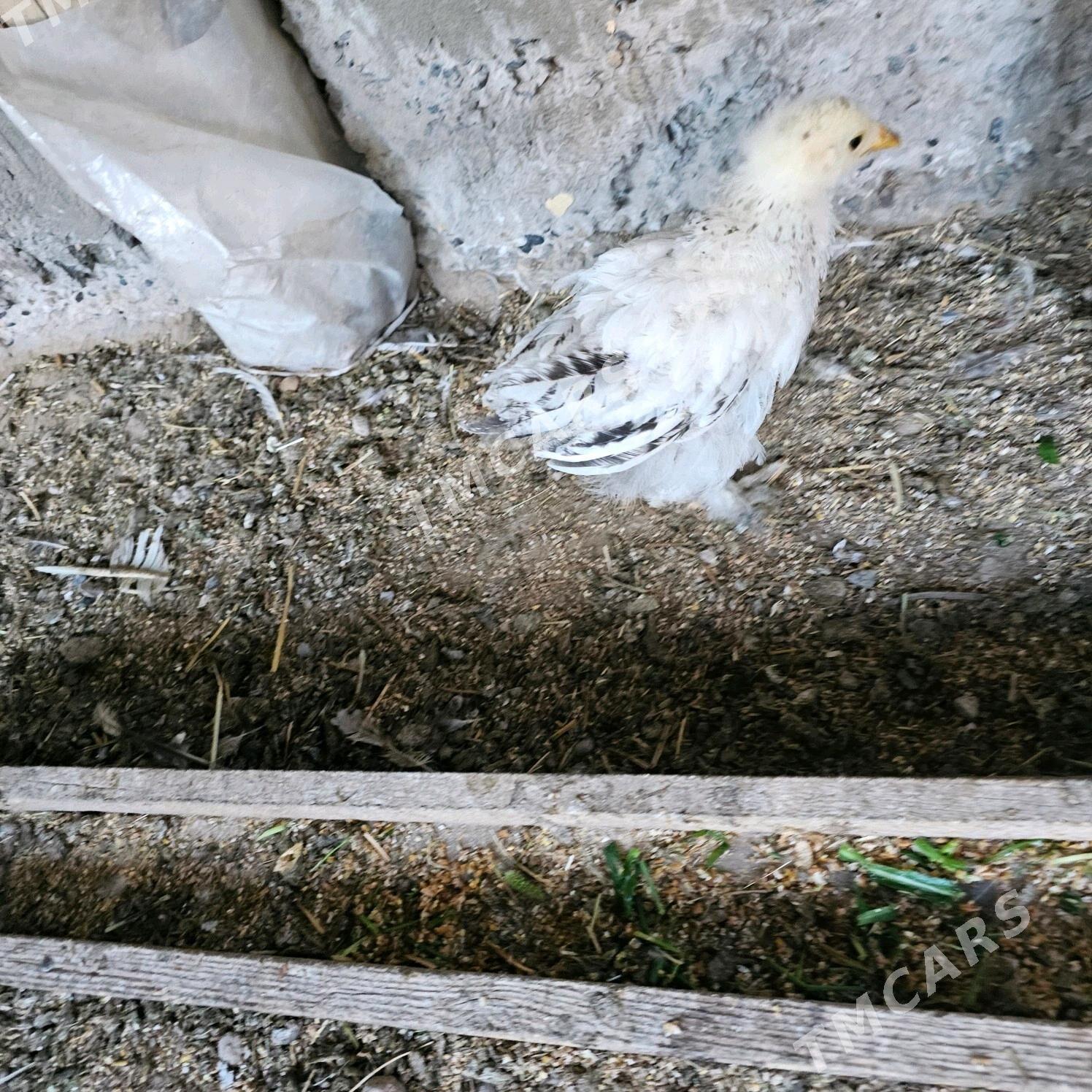 ak cil palwin bramalar - Çärjew - img 3