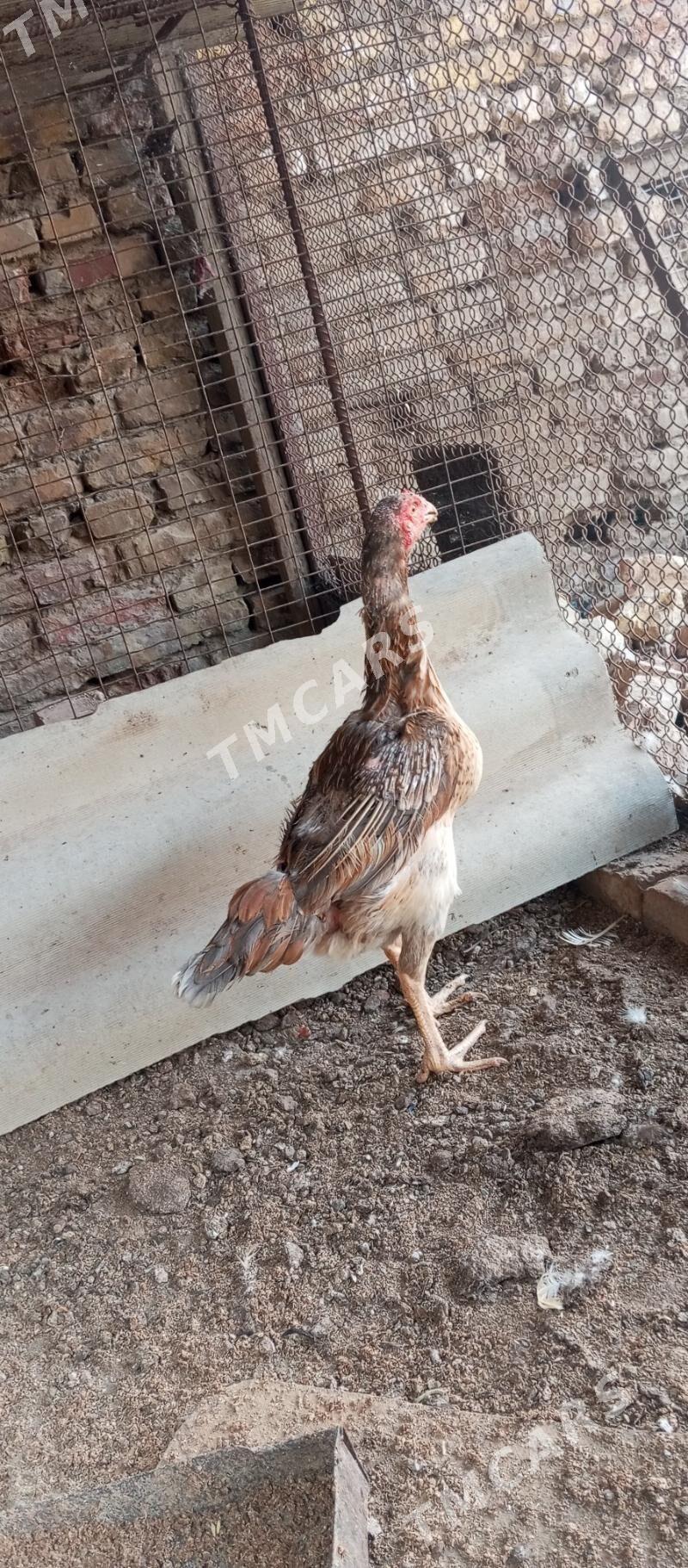 Towuk baysow - Çärjew - img 3