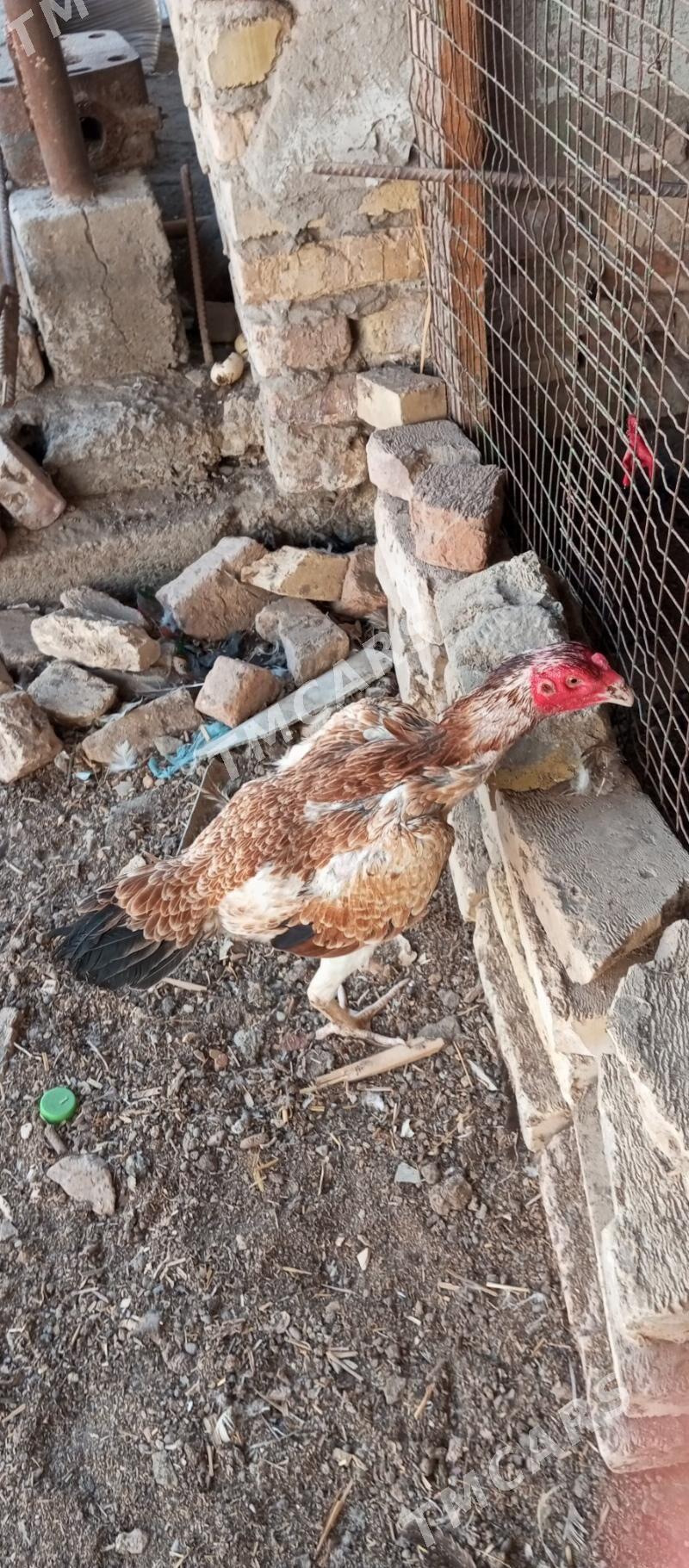 Towuk baysow - Çärjew - img 2