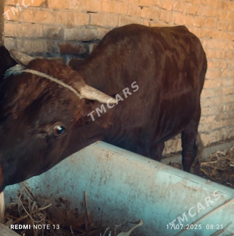 семиз окуз - Türkmenabat - img 3