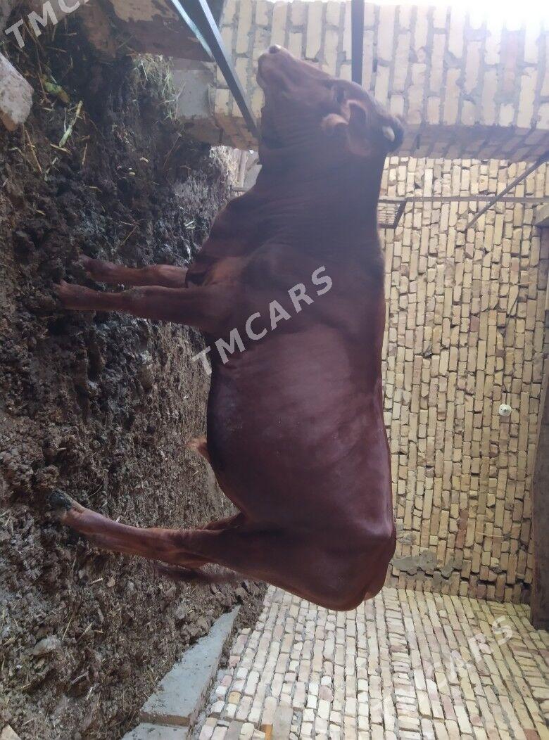 öküz - Çärjew - img 2