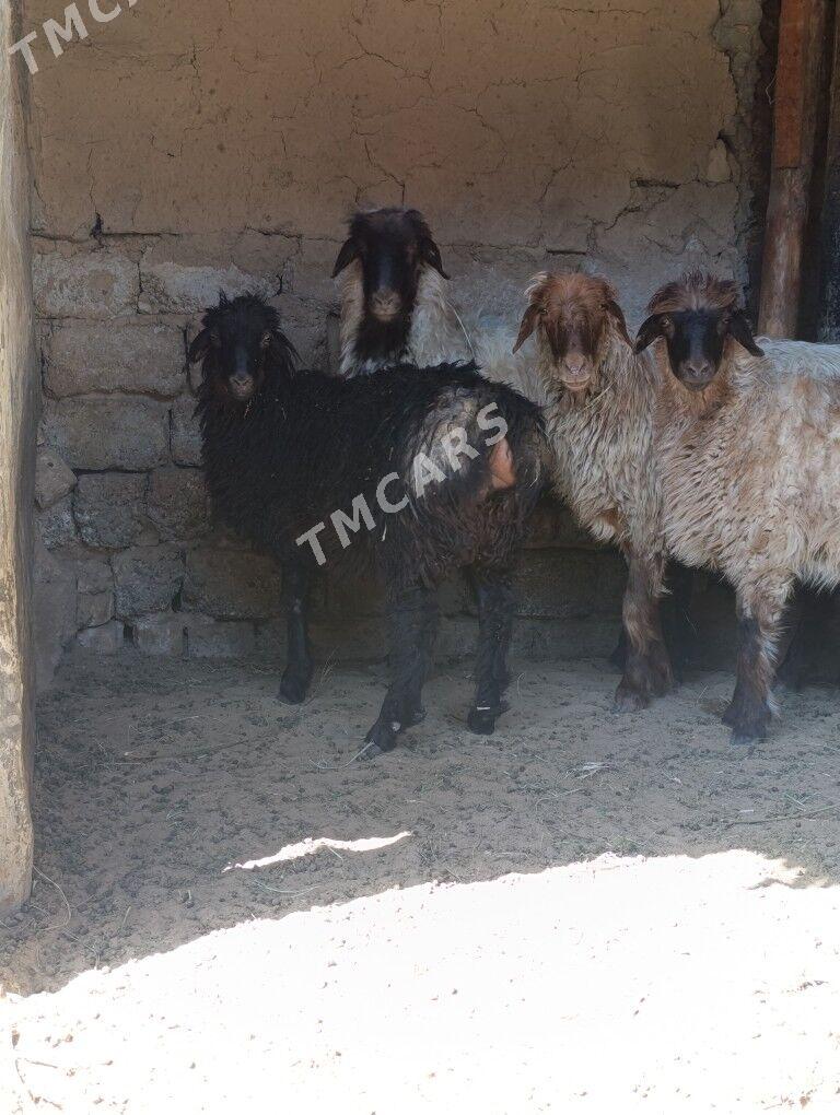 ÖWEÇ İŞŞEK TOKLY - Hitrowka - img 3
