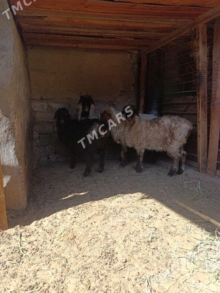ÖWEÇ İŞŞEK TOKLY - Hitrowka - img 2