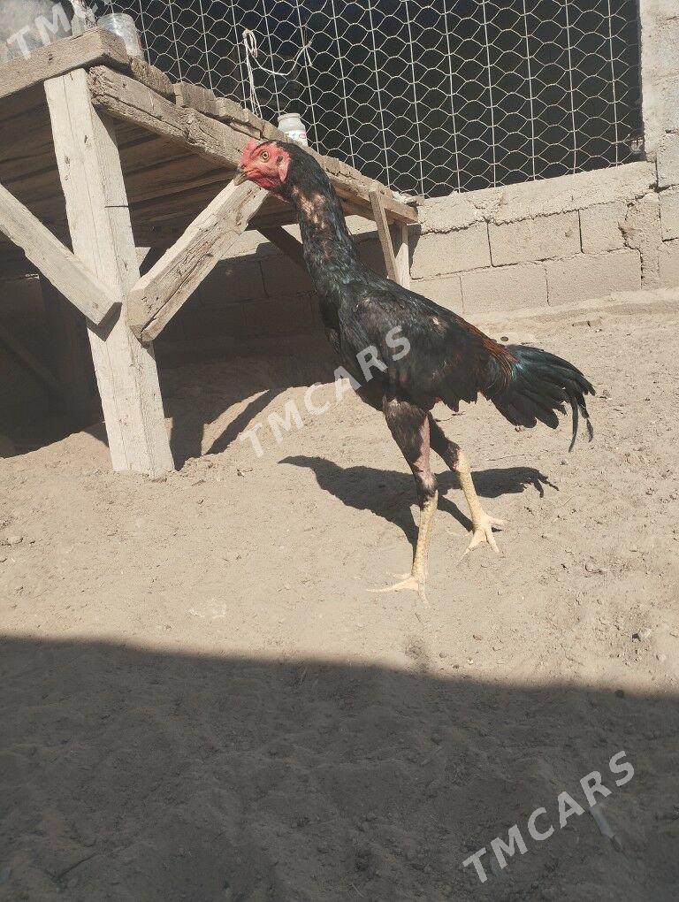 taskent juje - Büzmeýin - img 2