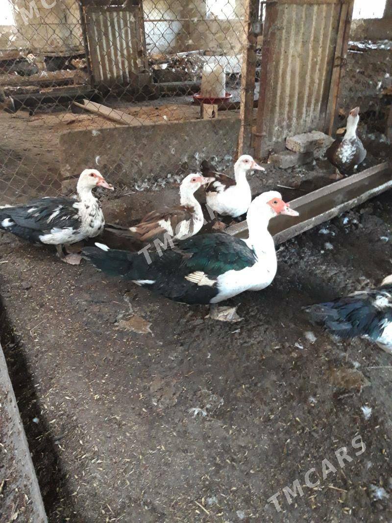 Indautka - Gökdepe - img 2