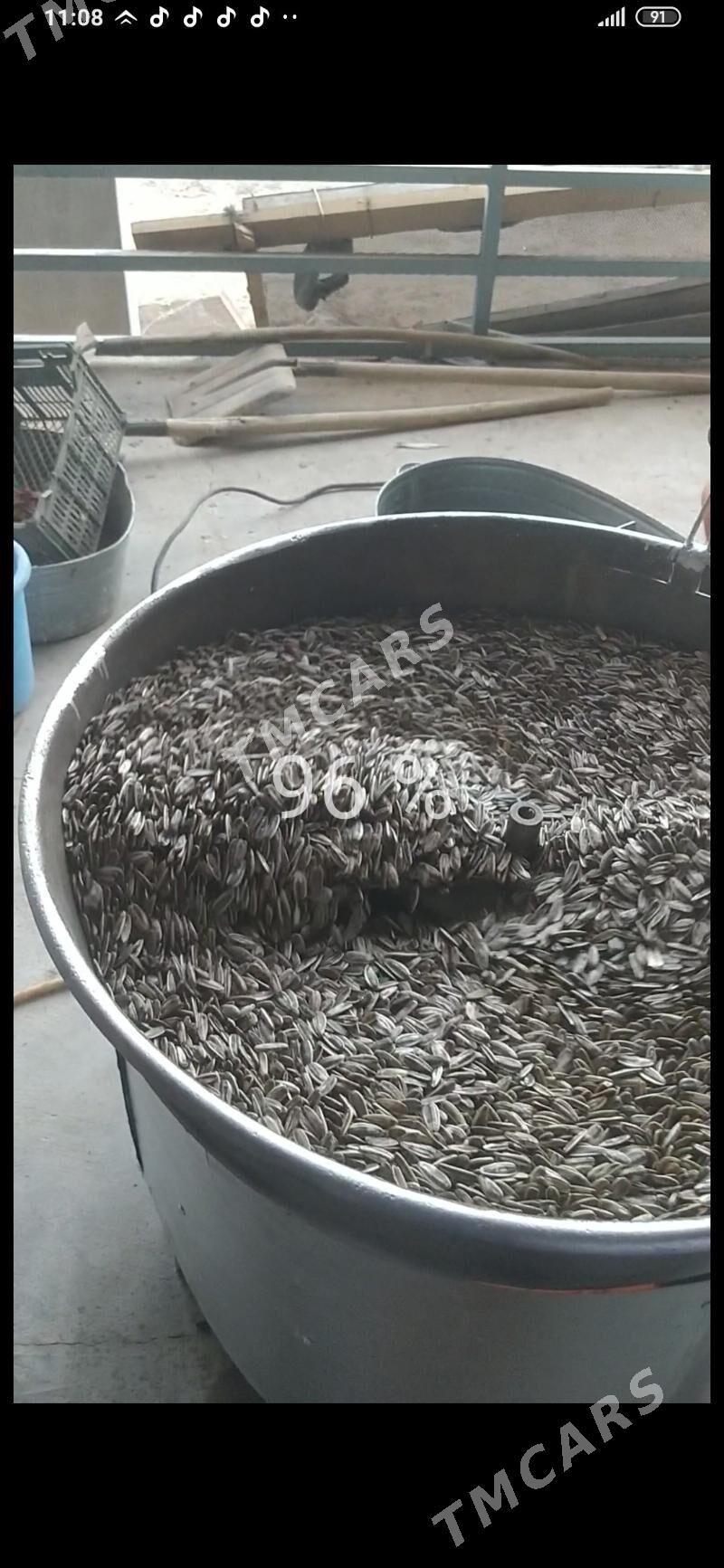 cigit gowuryan - Garabekewül - img 1