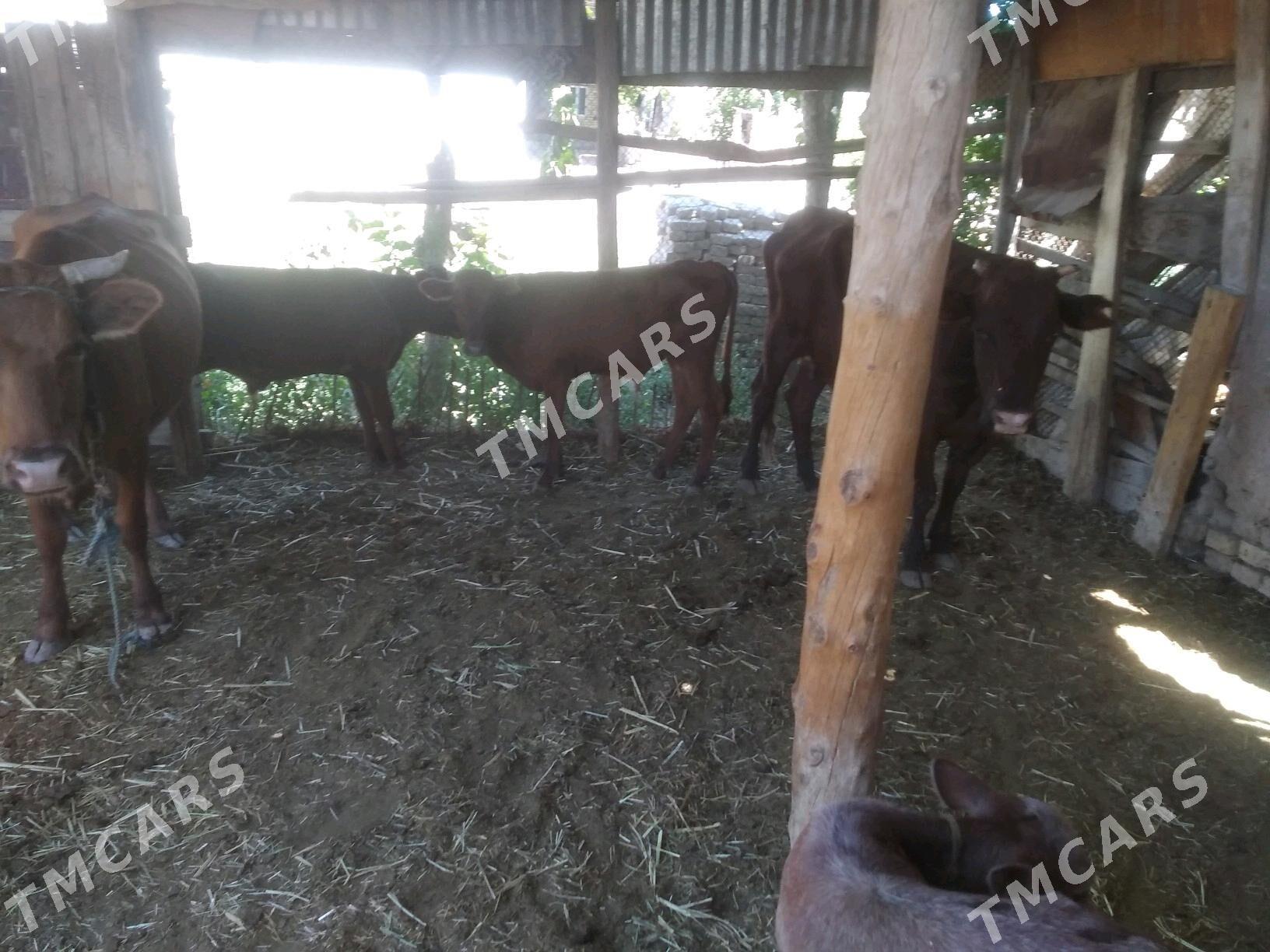 goleli sygyrlar - Murgap - img 2