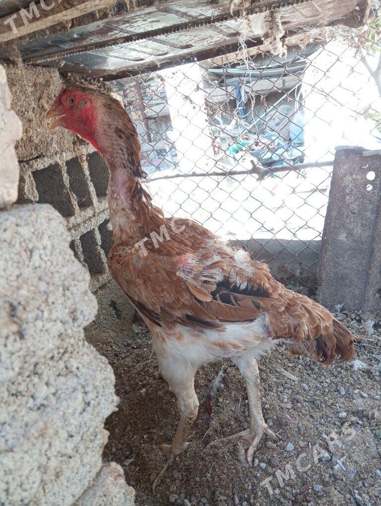 Taşkent maki - Бузмеин - img 2