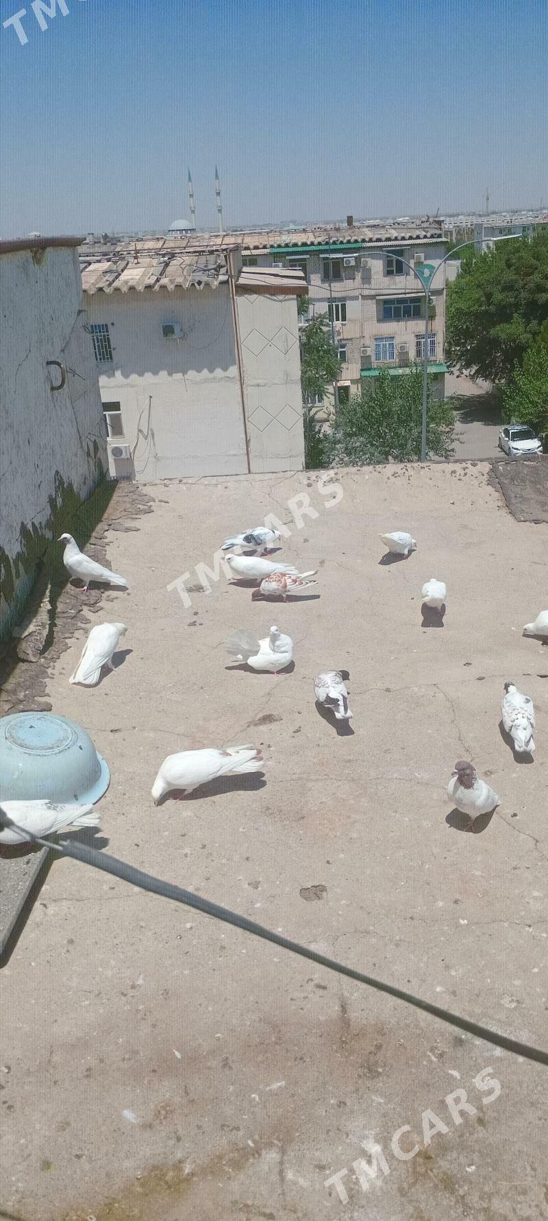 kepderi - Aşgabat - img 2