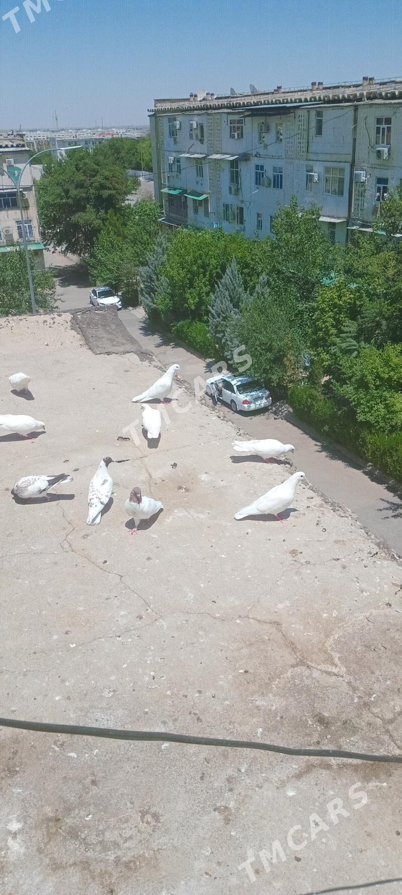 kepderi - Aşgabat - img 3